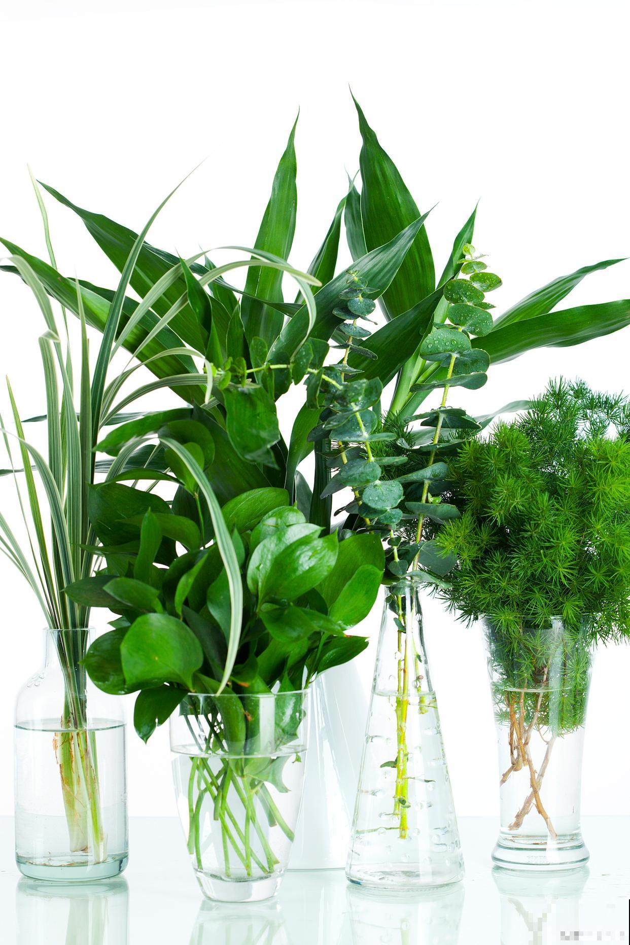 水养的一帆风顺怎么养