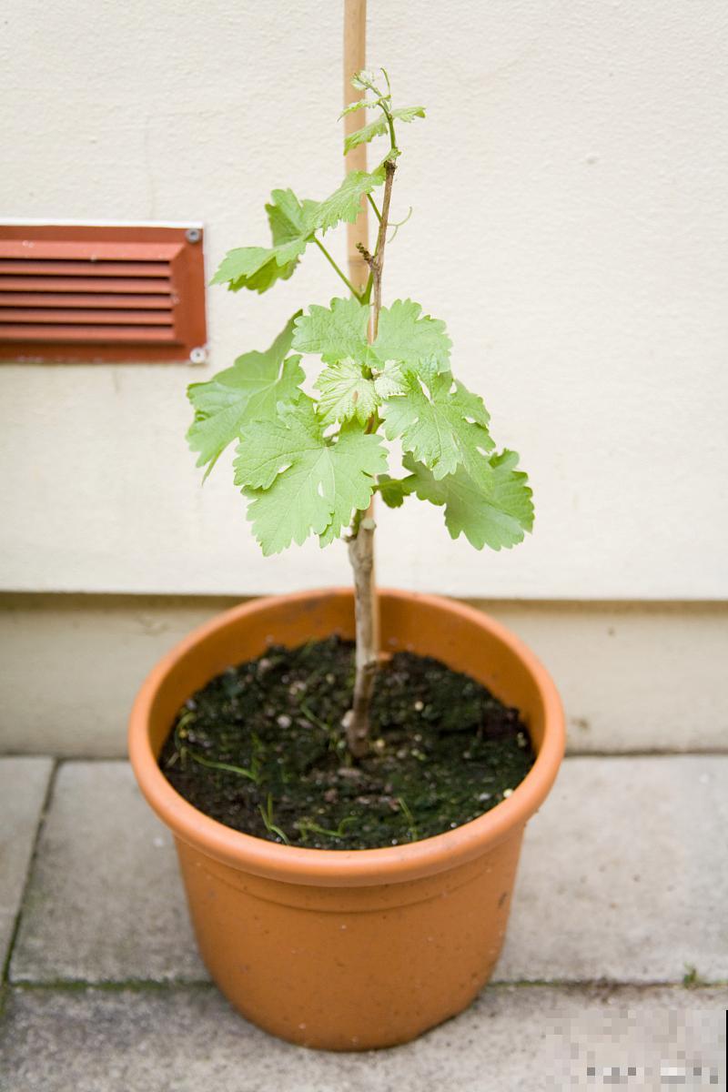 盆栽葡萄怎么养？