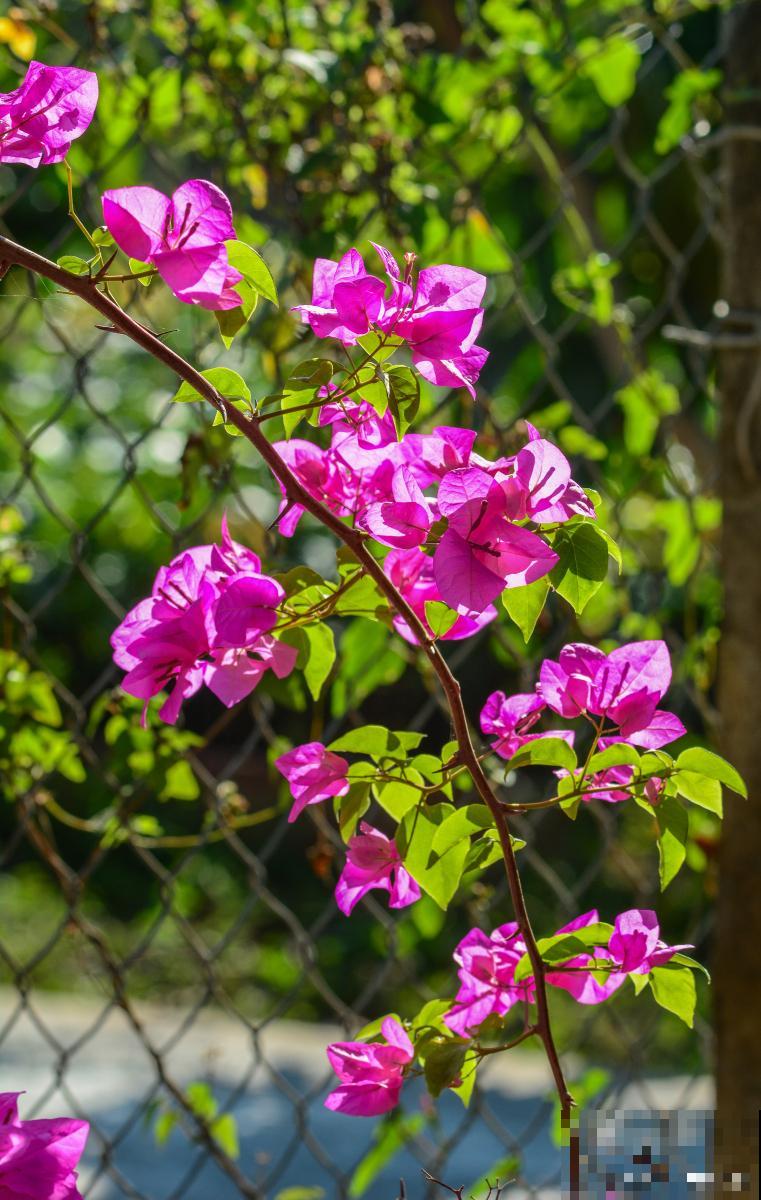 三角梅不发芽怎么办