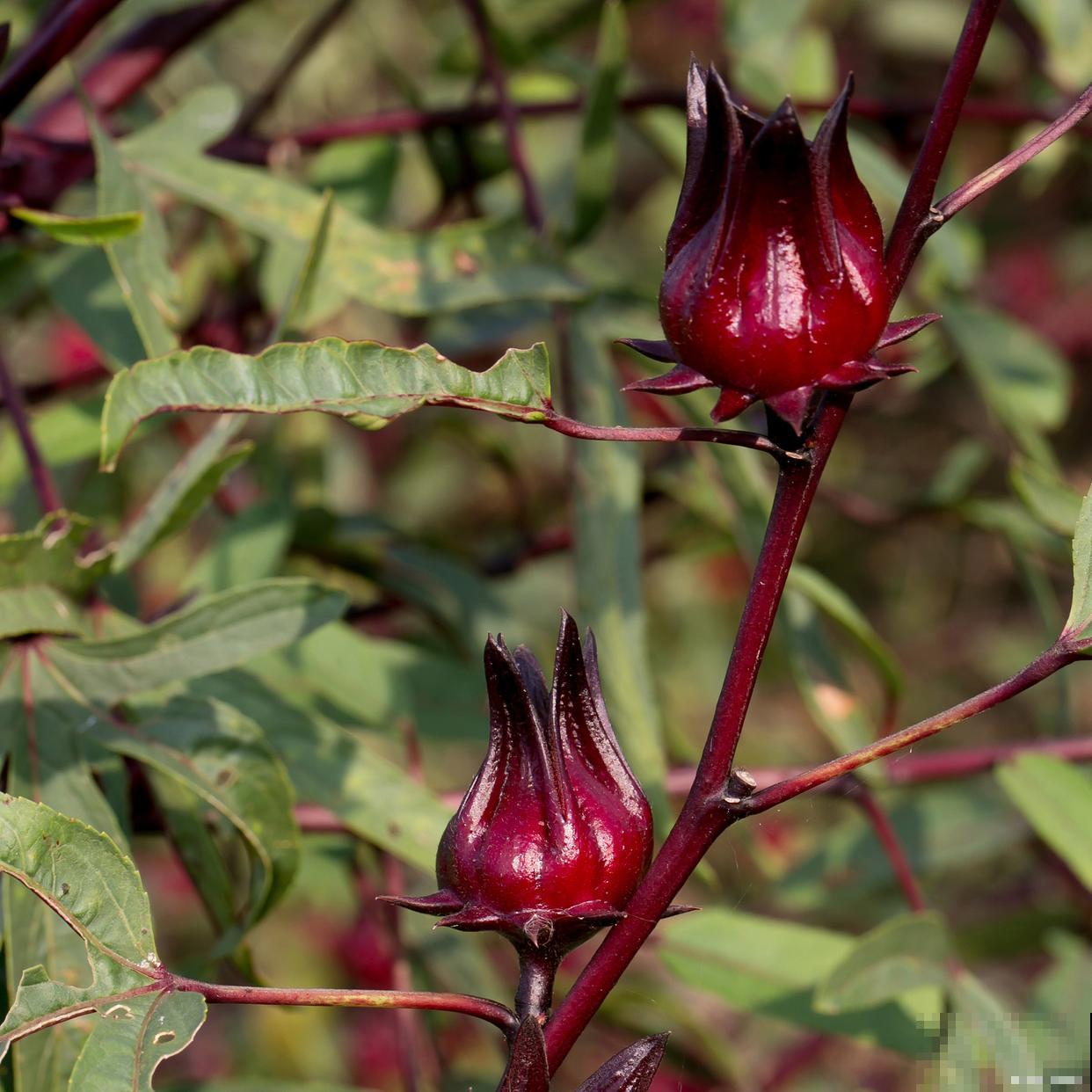 玫瑰茄怎么种植？