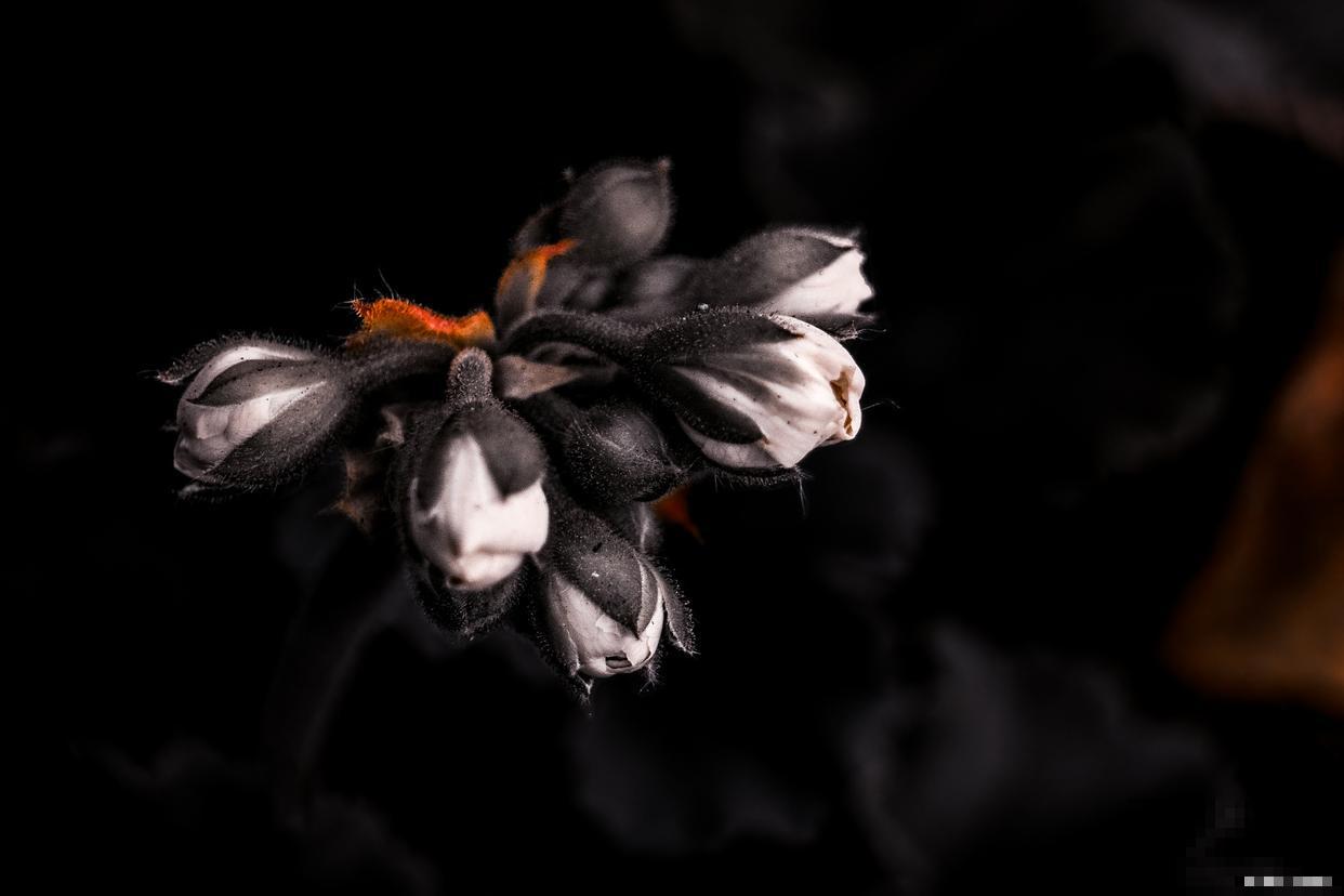 为什么黑色的花很少 为什么黑色的花很少