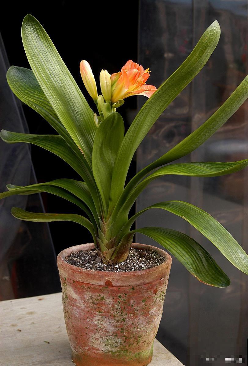 办公室摆什么绿植好 办公室摆什么绿植好