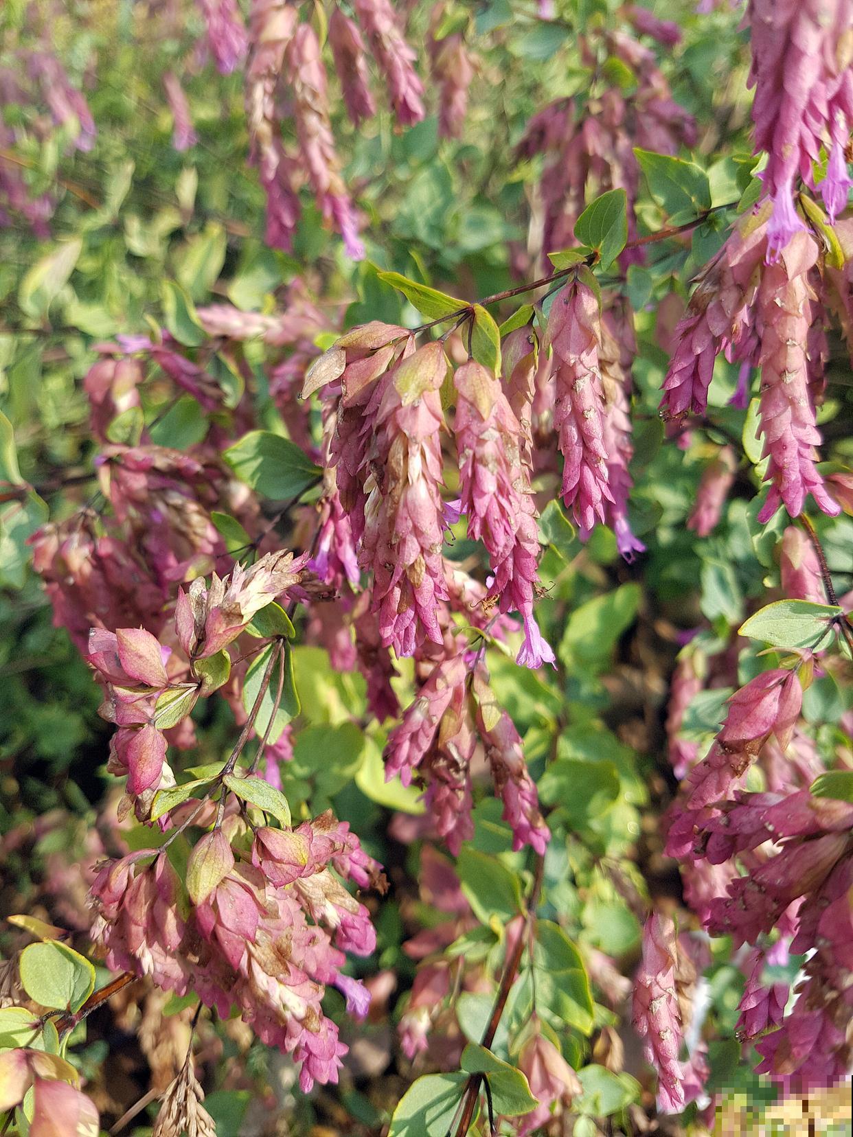 风化土可以种什么植物