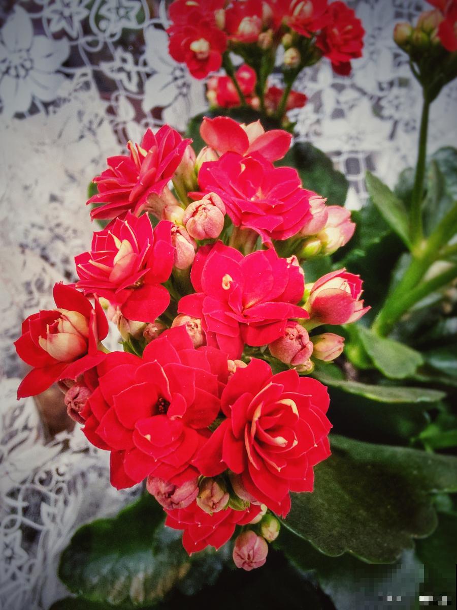 长寿花怎么换盆换土