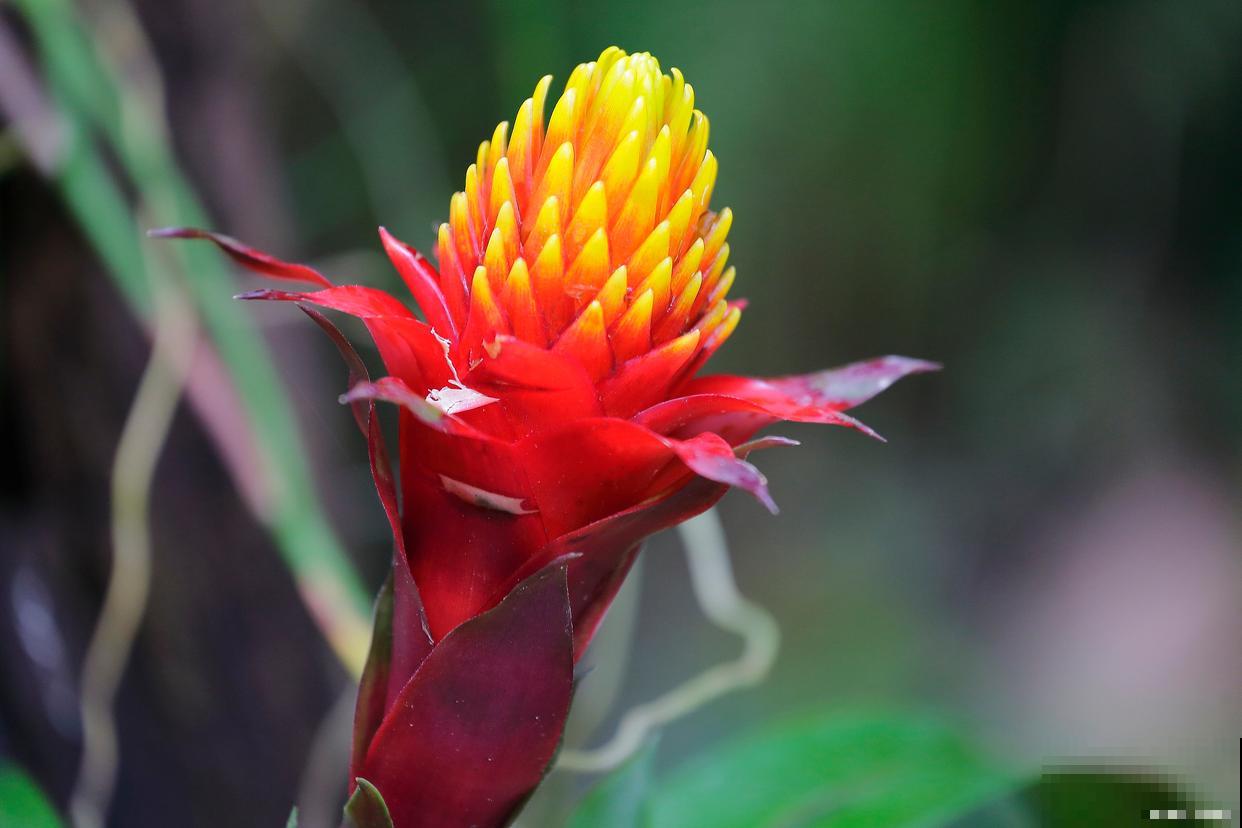 凤梨花浇水的正确方法 凤梨花浇水的正确方法