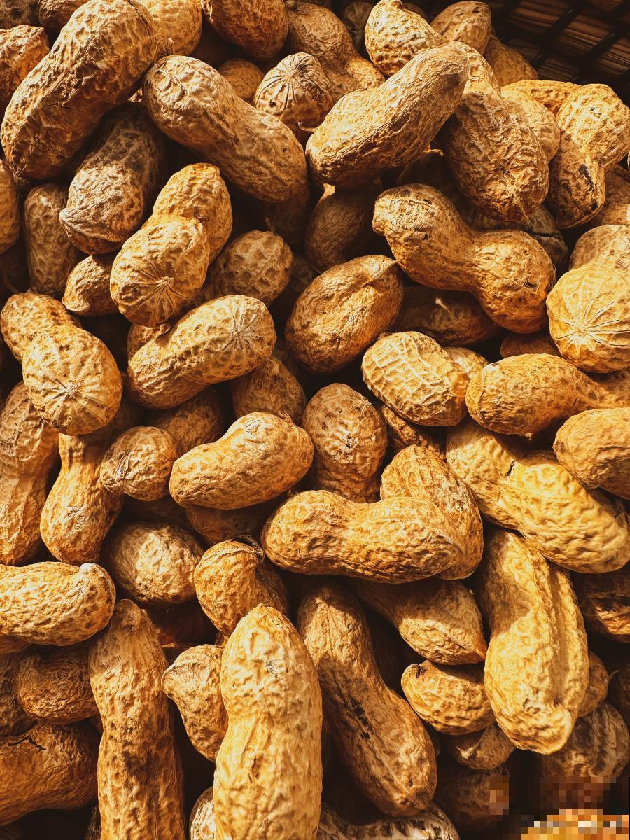 花生什么时候播种