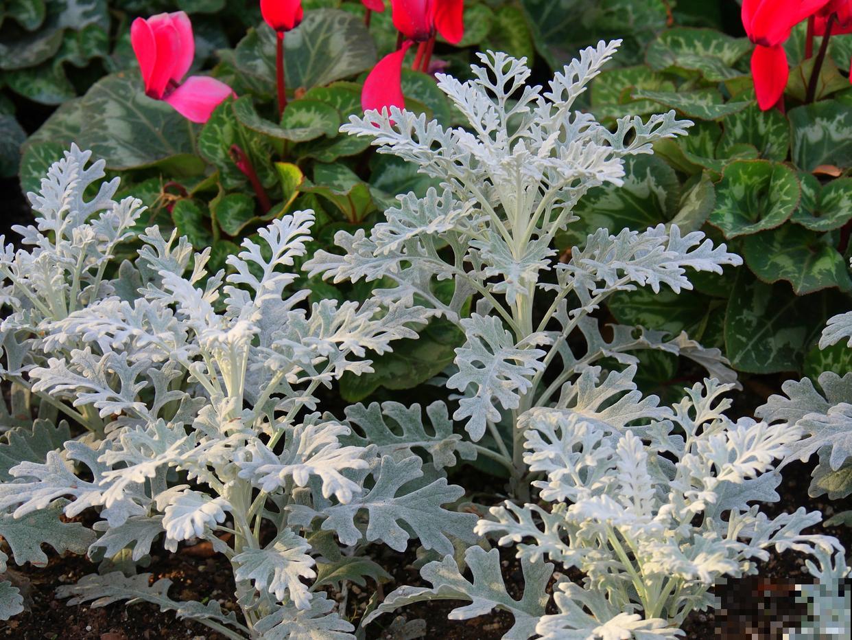 银叶菊鲜花怎么保养