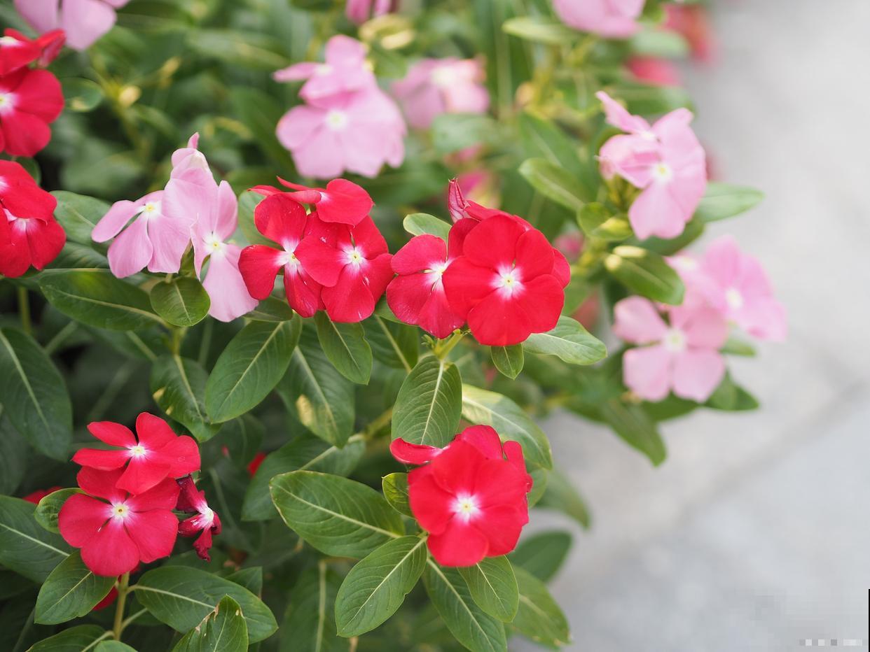 天天开花怎么繁殖