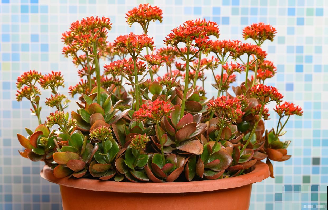 长寿花叶片小怎么办