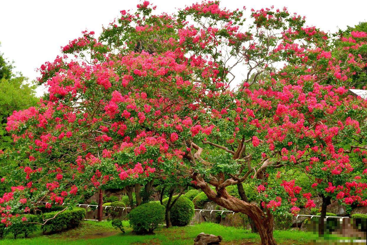 为啥院子不能栽紫薇树