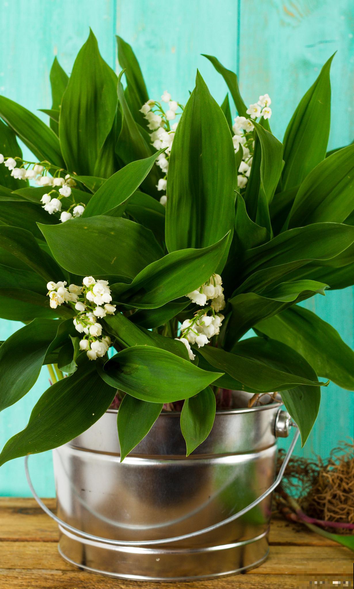 铃兰盆栽怎么种? 铃兰盆栽怎么种?