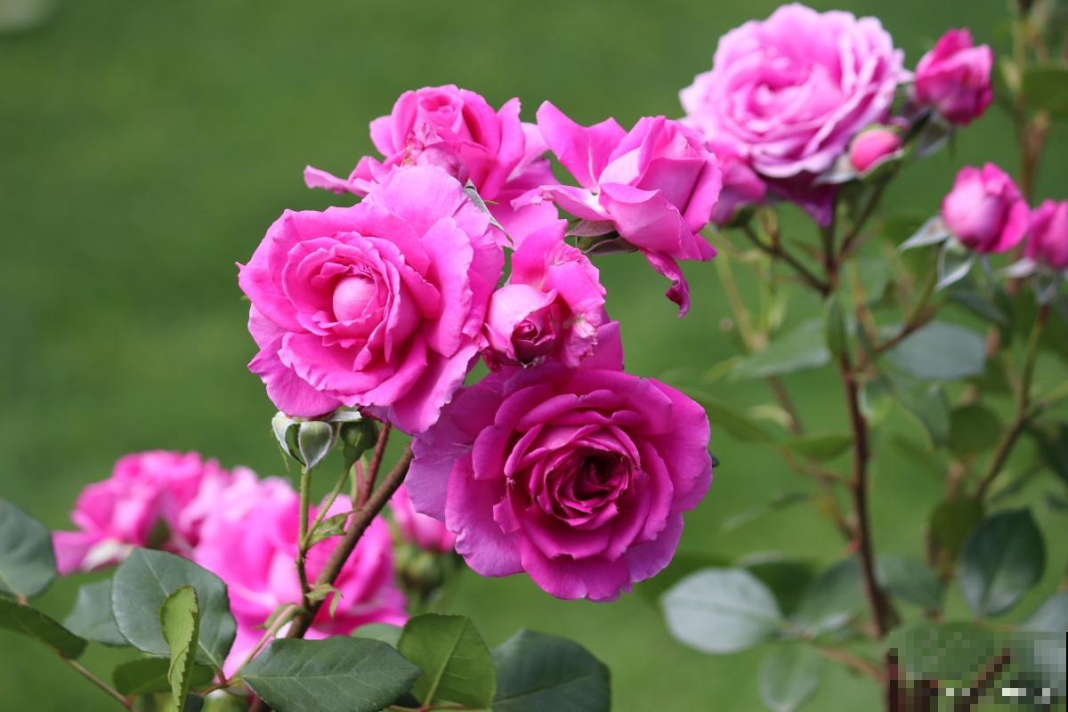 月季花怎么插枝才能活 月季花怎么插枝才能活