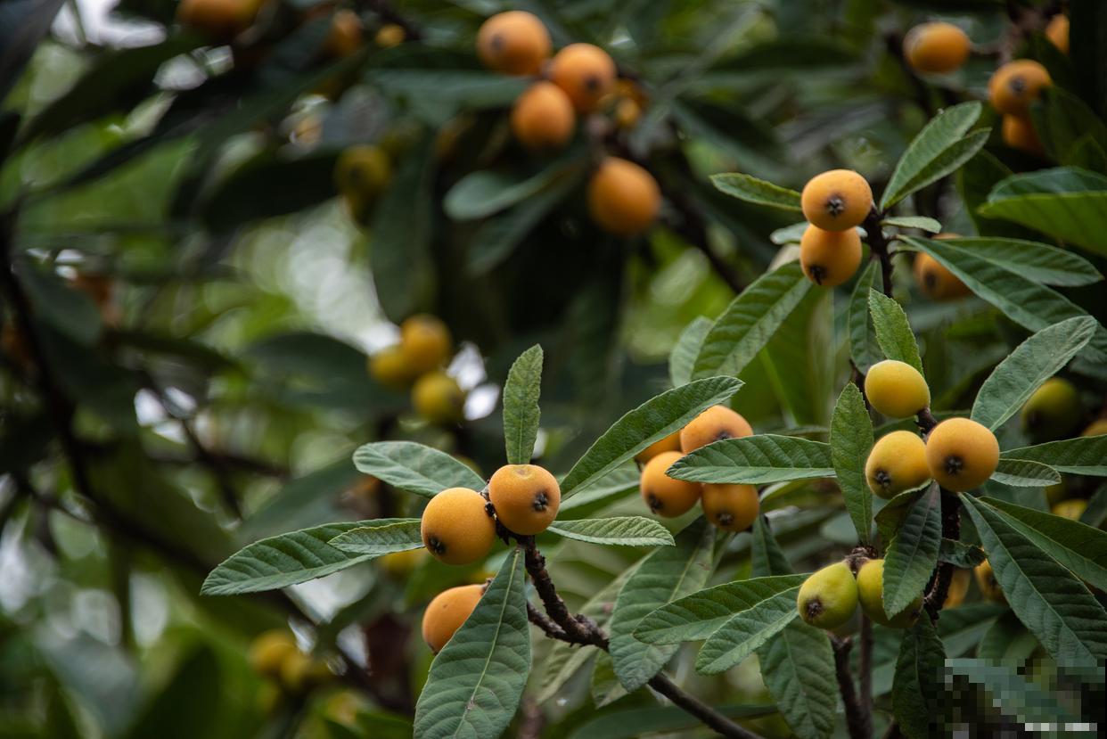 枇杷嫁接方法及时间