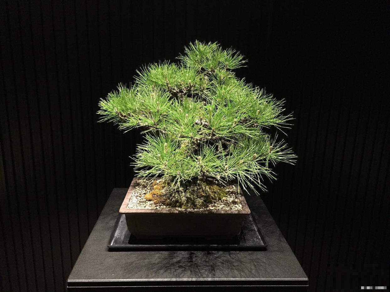 文竹如何造型的？