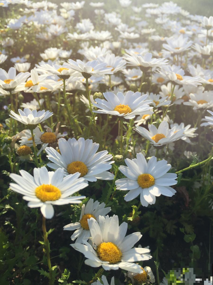 玛格丽特盆栽怎么养 玛格丽特盆栽怎么养