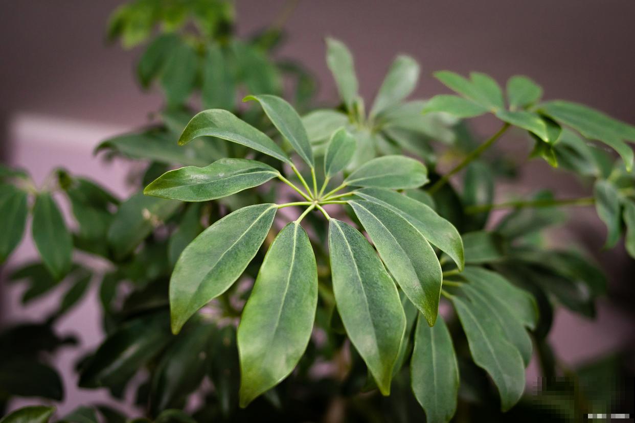 花叶熊掌木怎么养