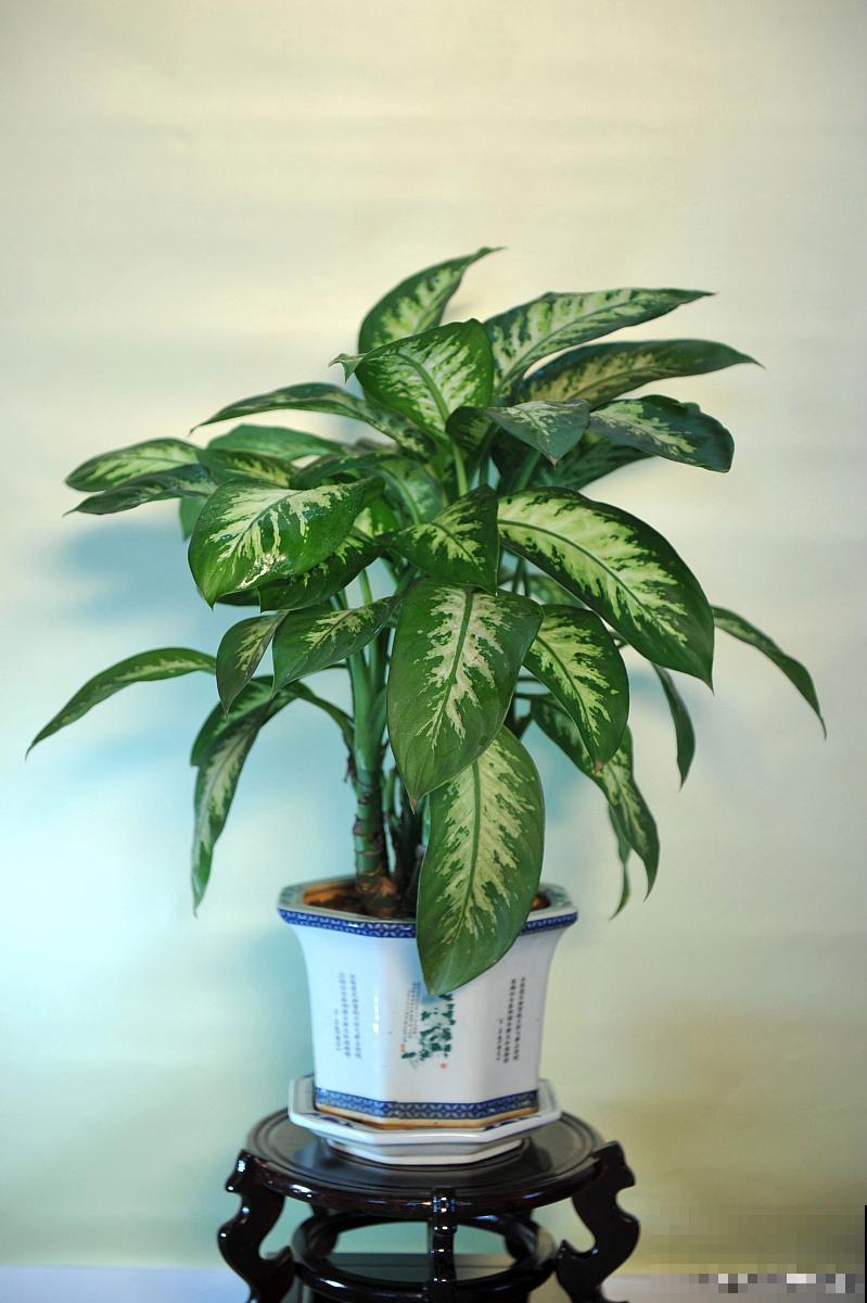 万年青如何养殖？