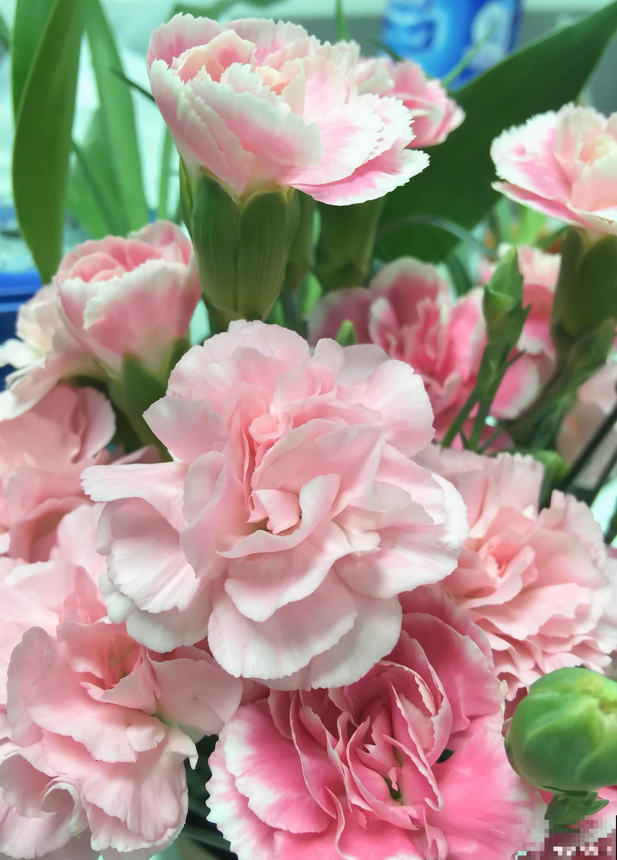 富贵竹配什么花? 富贵竹配什么花?