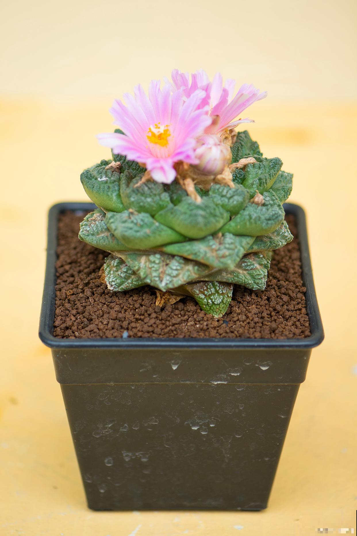 鸾凤玉怎么浇水？