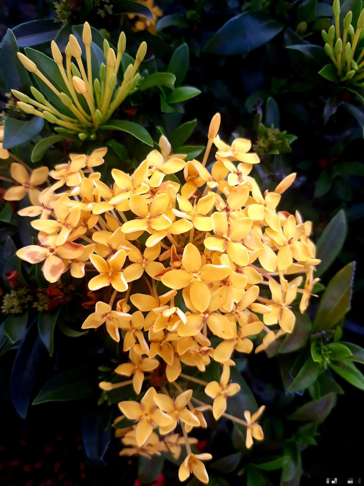 金边瑞香如何养护