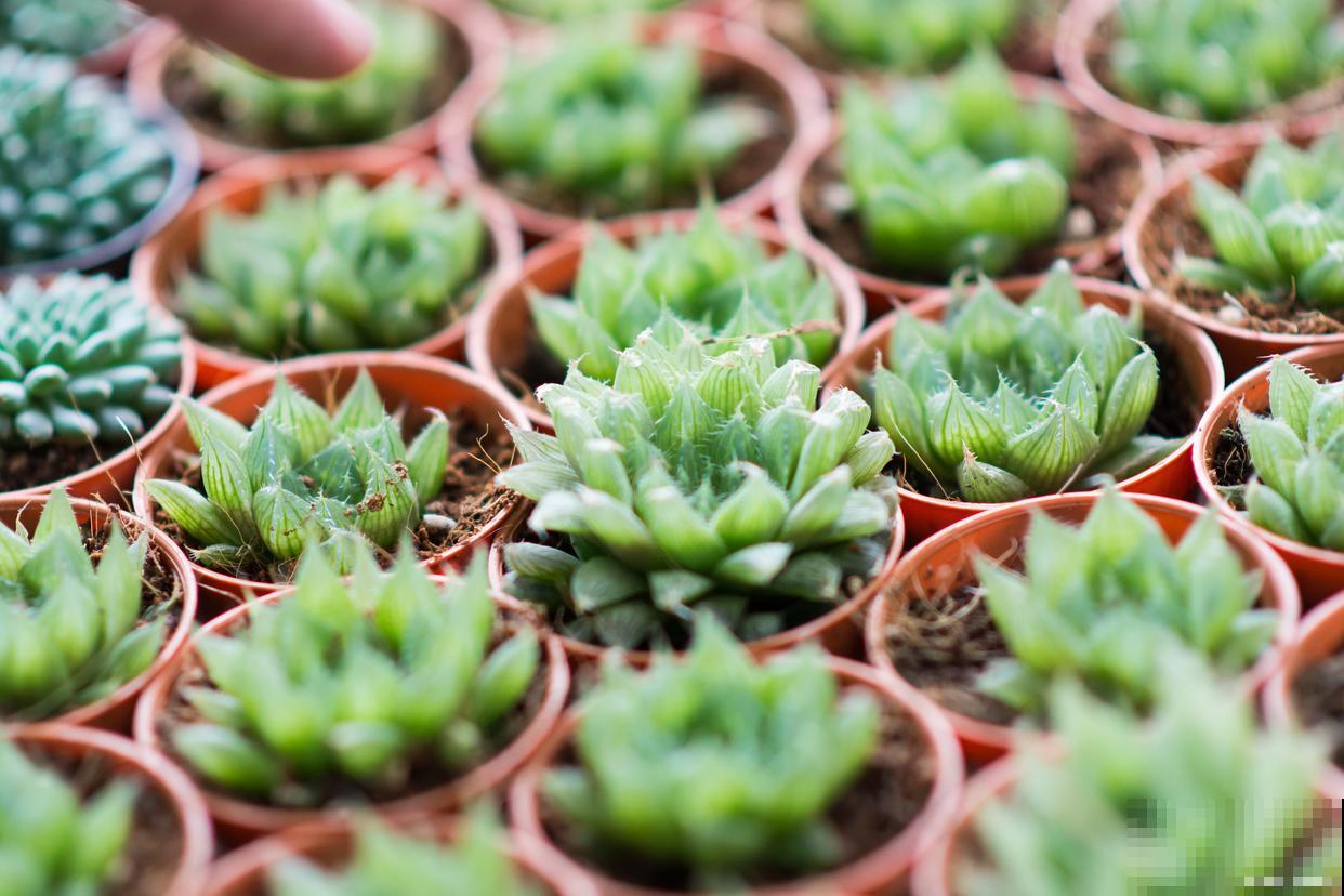 玉露冬天怎么养才能饱满通透