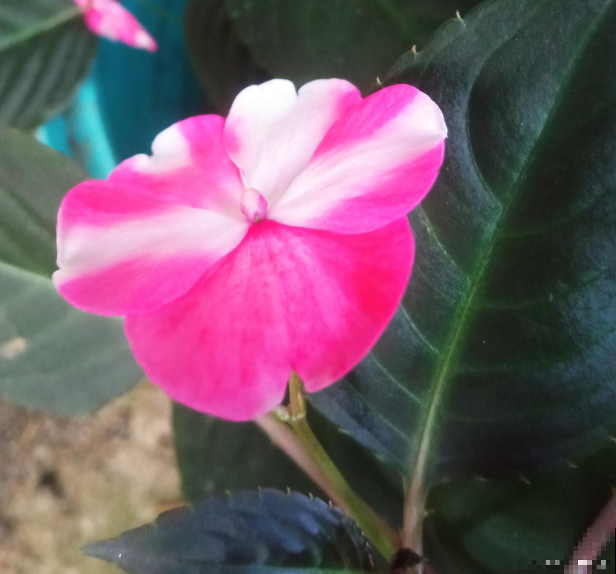 云南的花有哪些？