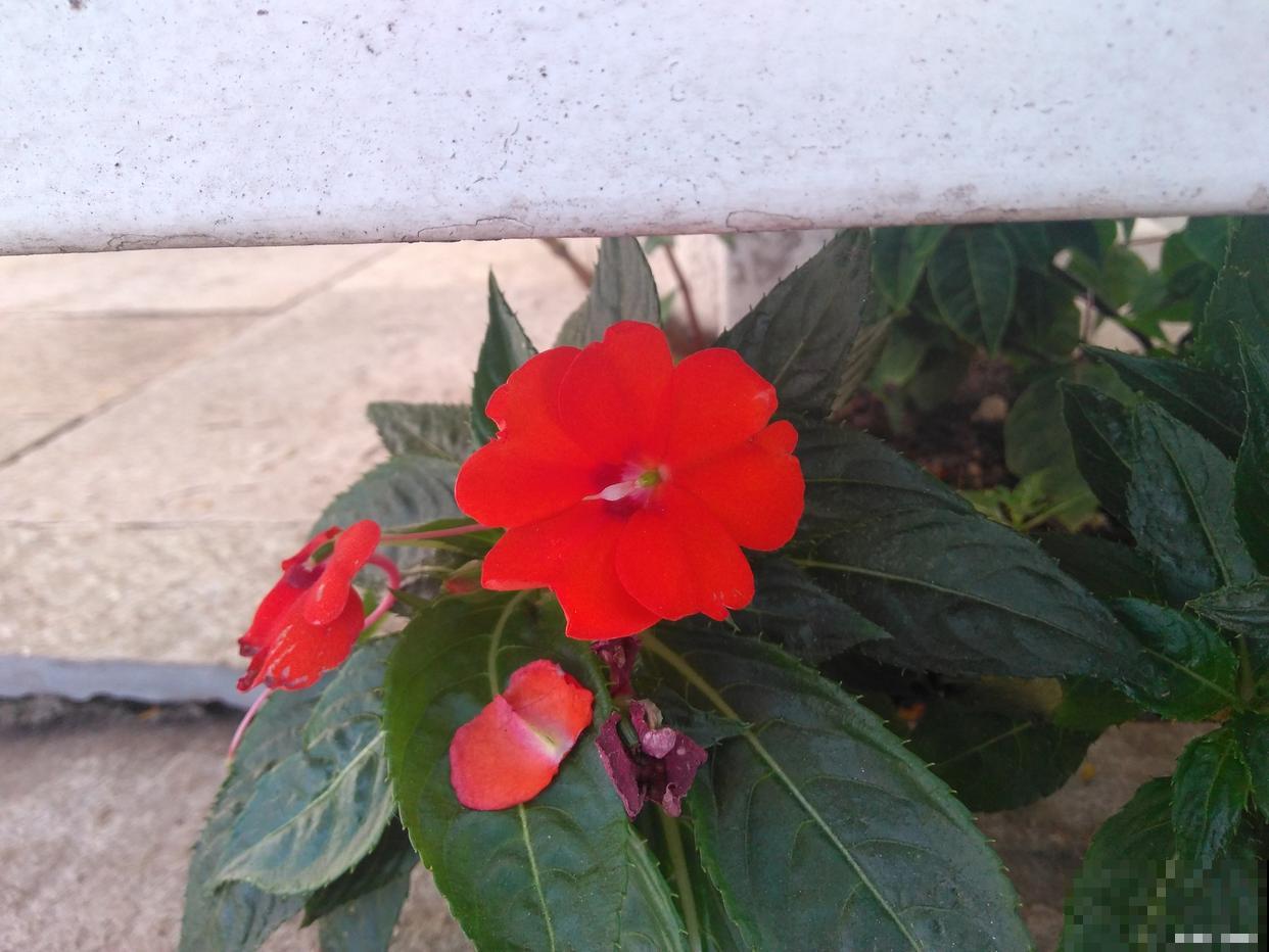 苏丹凤仙花不长叶是怎么回事 苏丹凤仙花不长叶是怎么回事