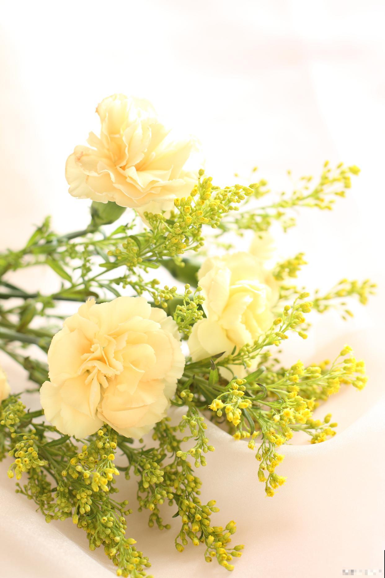 开黄花的花卉有哪些