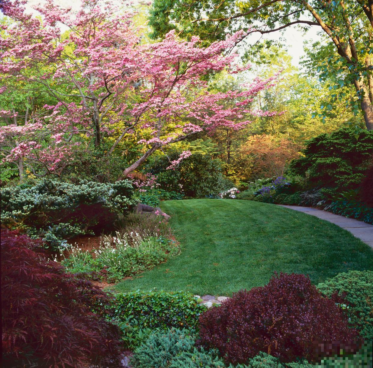 露薇花如何繁殖？