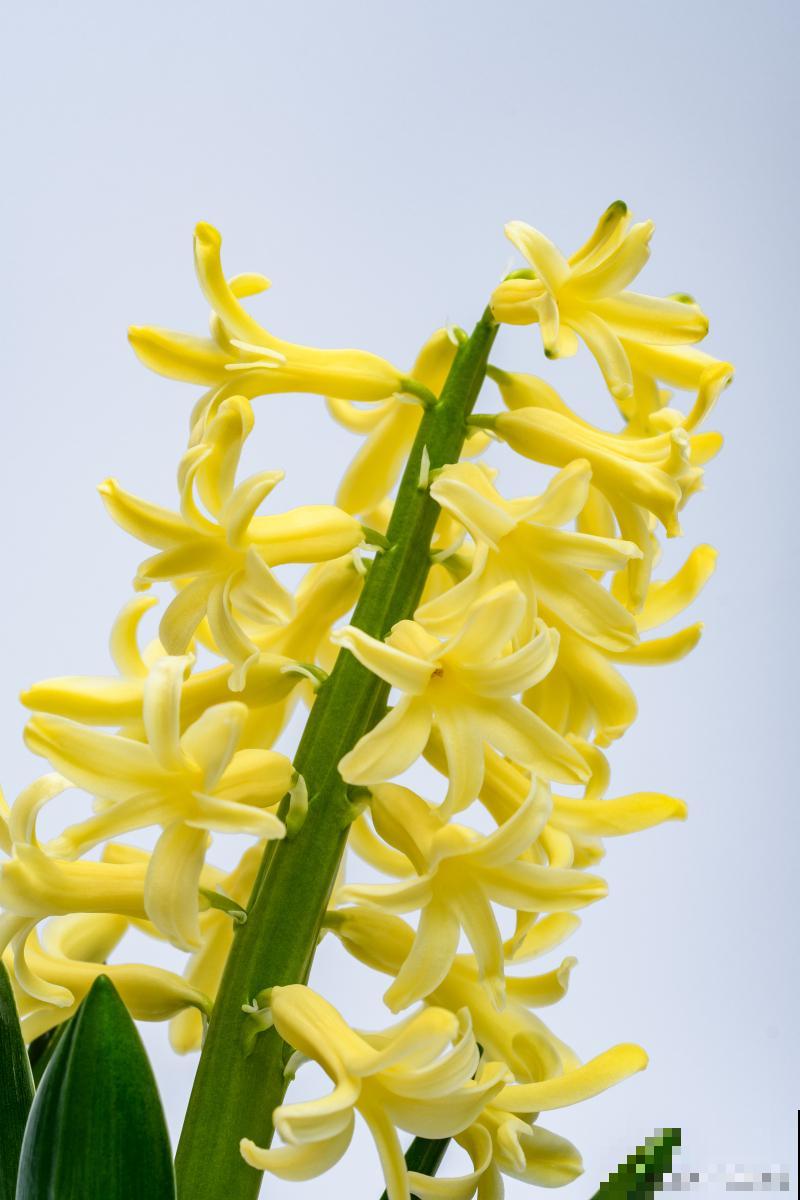 风信子是什么颜色的