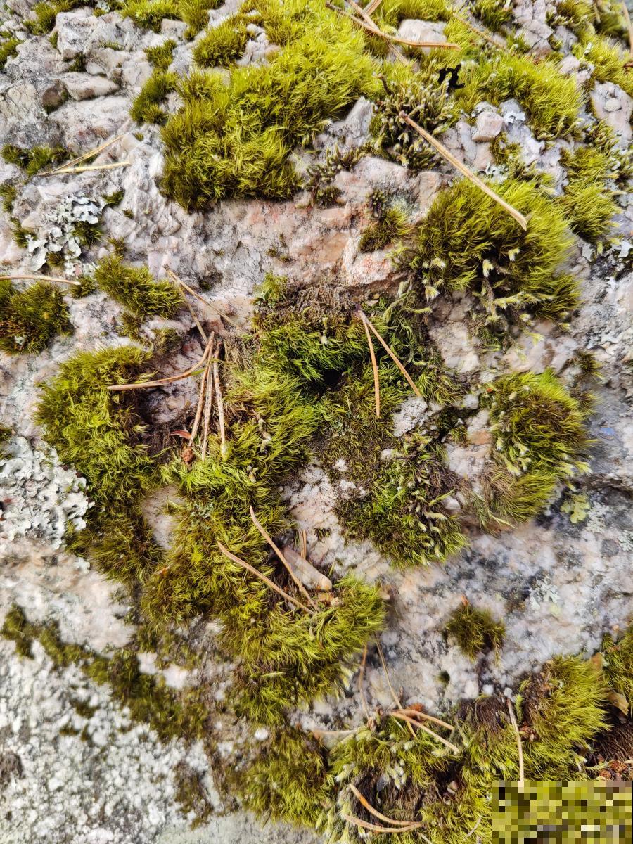 苔藓怎么培育的? 苔藓怎么培育的?