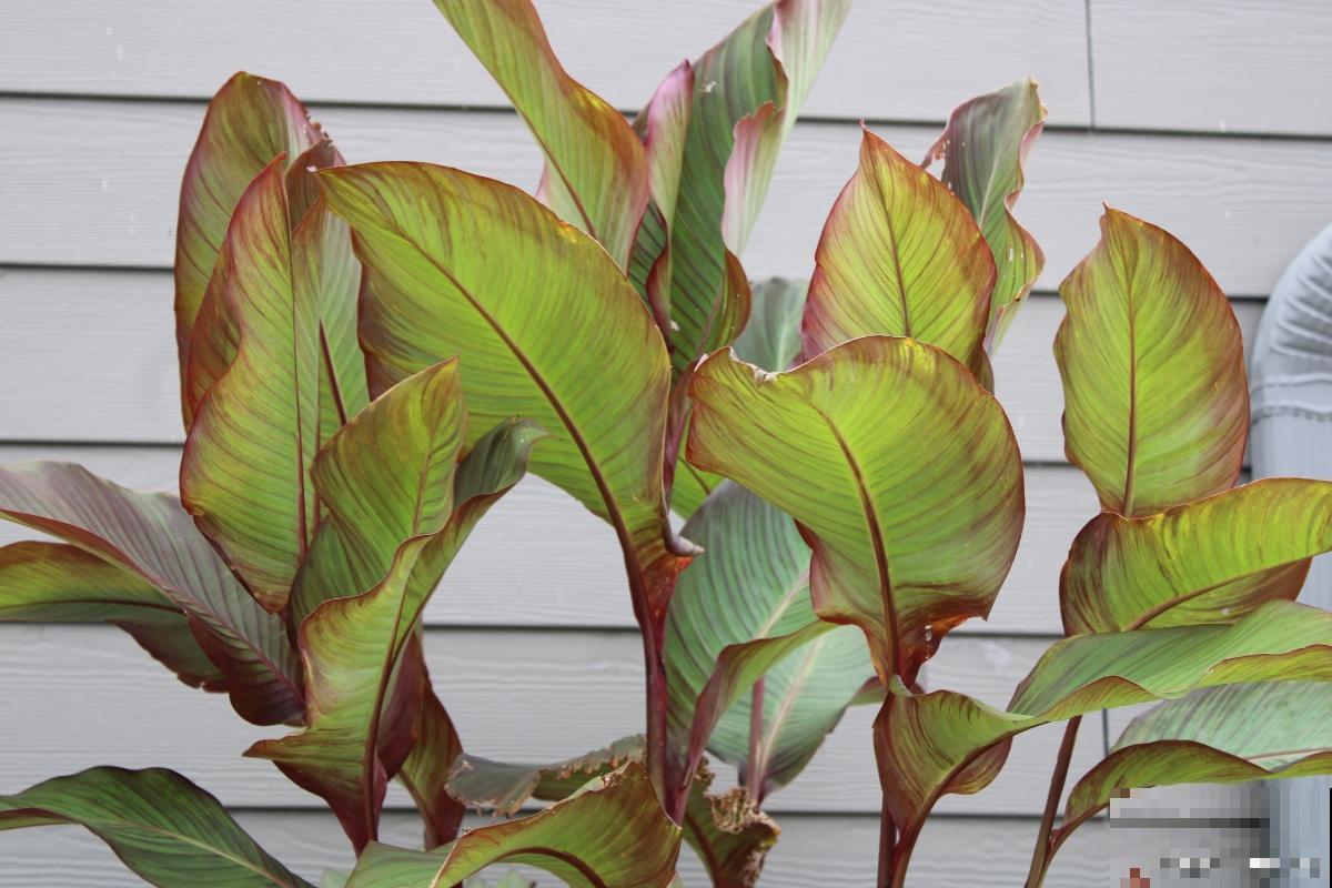 双线竹芋叶子变干怎么办