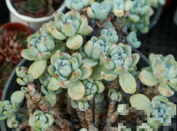 多肉叶子不生根，记住这4点，根系生长变简单