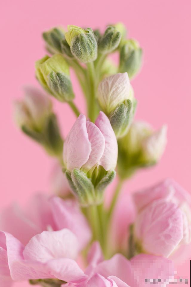 雪里红花怎么养? 雪里红花怎么养?