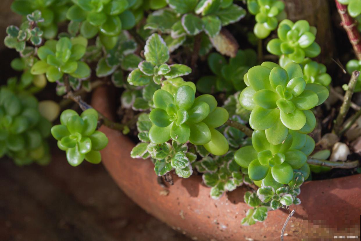 碰碰香怎么养殖方法