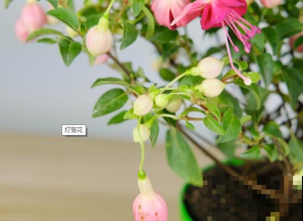 灯笼花长腻虫，不要着急，做好这3步就能解决