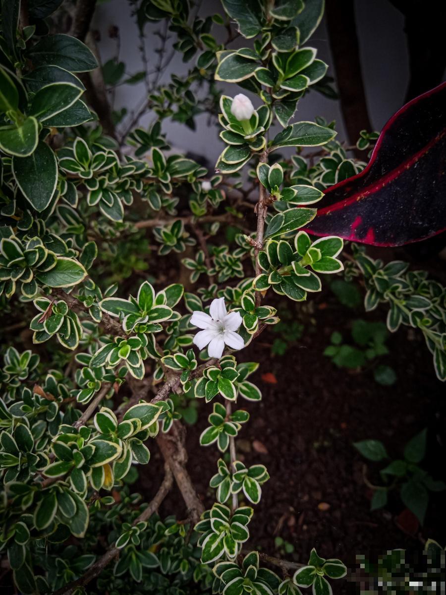 六月雪如何繁殖？