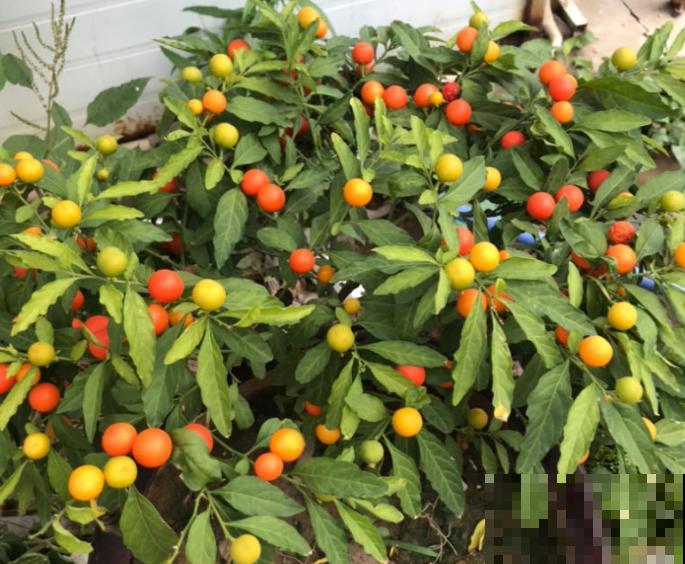 樱桃盆景养殖，知道这4点，阳台也能养