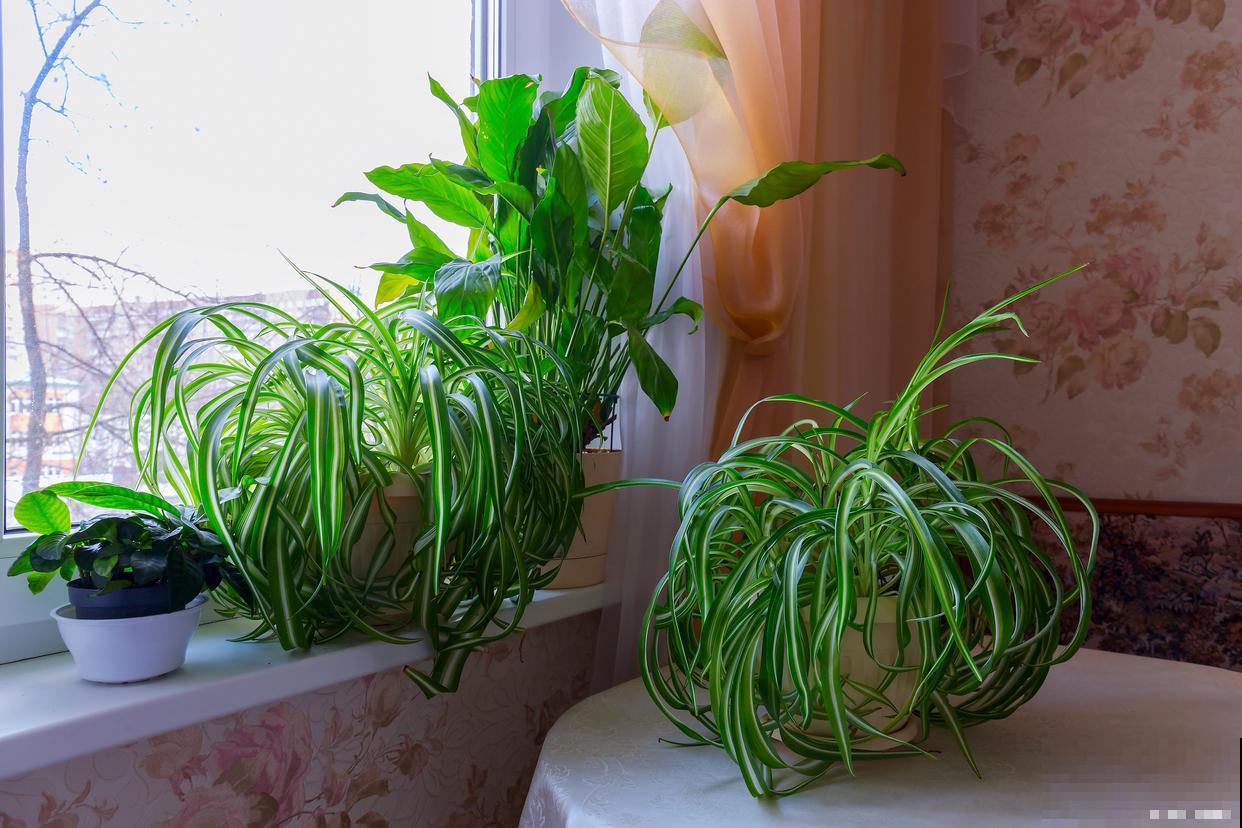 吊兰不开花什么原因