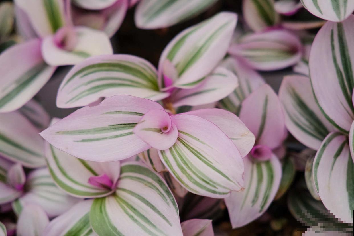 婚礼吊兰的养殖方法和注意事项