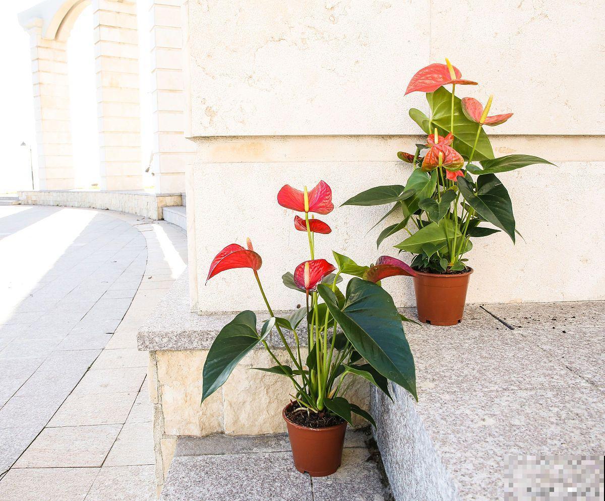 红掌花能开多久? 红掌花能开多久?