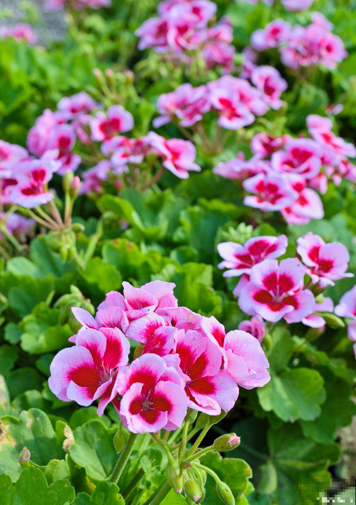 天竺葵如何繁殖？