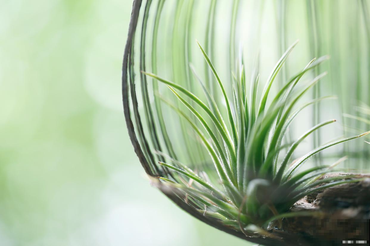 空气凤梨怎么种植 空气凤梨怎么种植