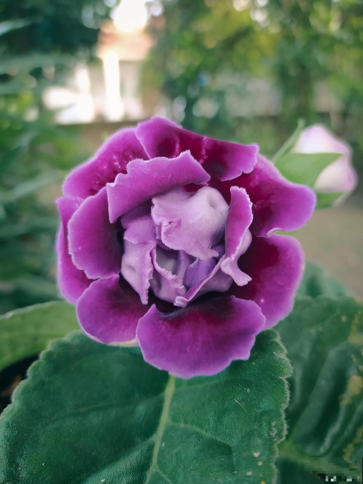 大岩桐花怎么修剪