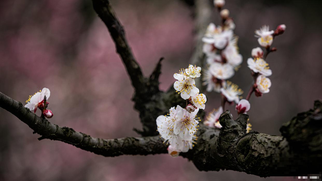 梅花花后如何修剪