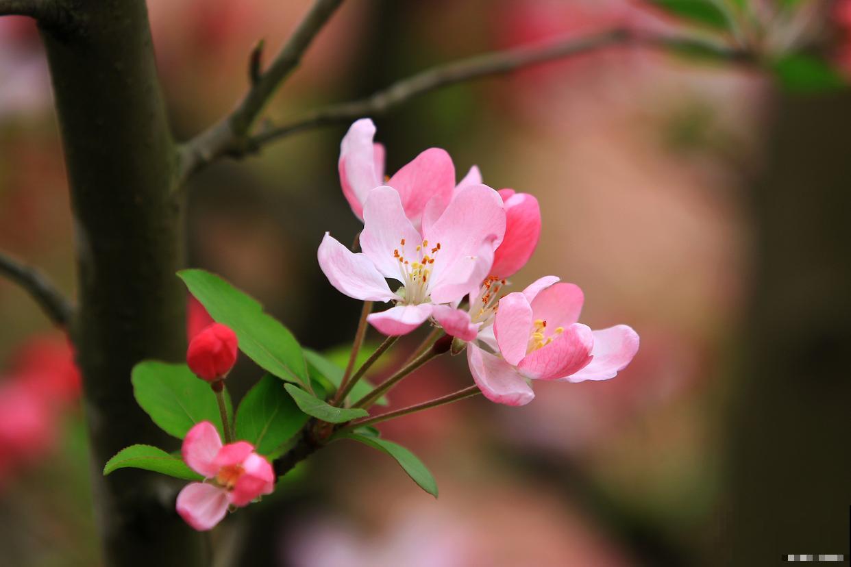 海棠花怎样扦插成活率高
