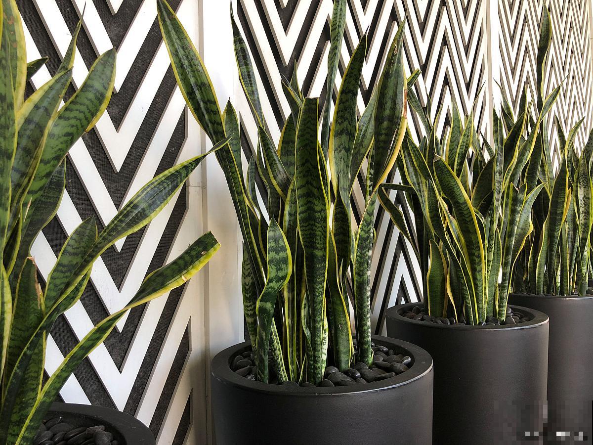 虎皮兰可以一直水养吗