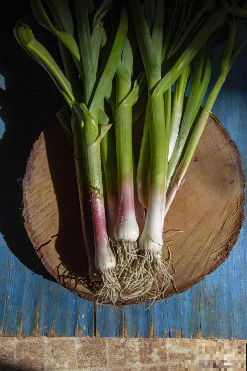 大蒜苗叶子发黄怎么办 大蒜苗叶子发黄怎么办