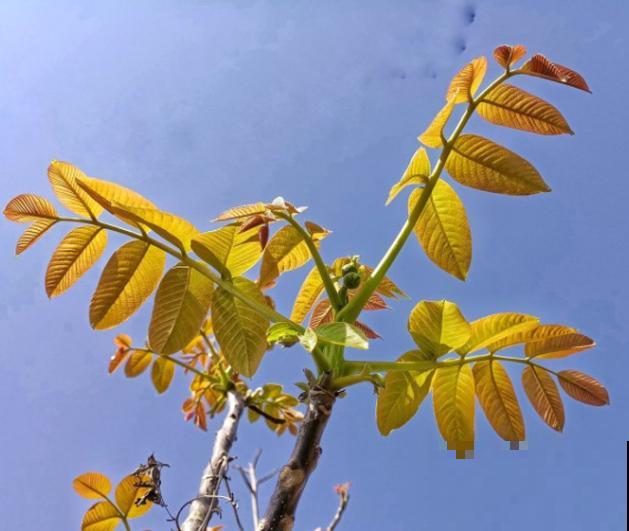 核桃树生虫子,记住这4点,及时解决 核桃树生虫子,记住这4点,及时解决
