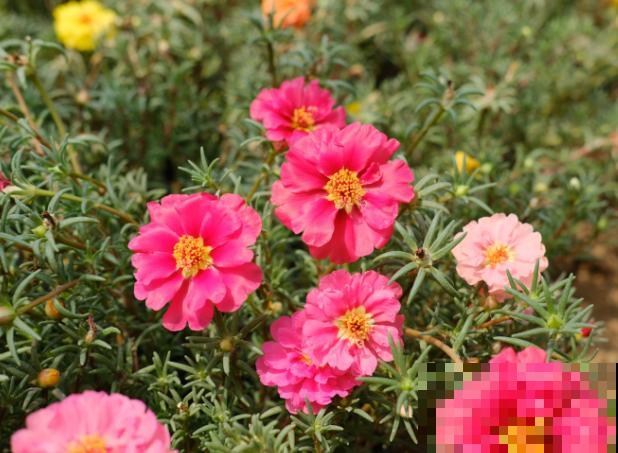 养殖宿根太阳花要注意，温度低冻死不会重新发芽